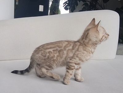 Шикарні бенгальські кошенята