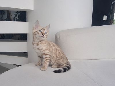 Шикарні бенгальські кошенята