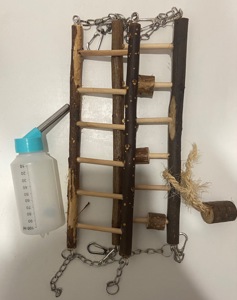 Сирійський хомячок