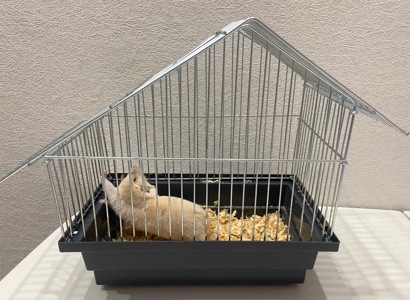 Сирійський хомячок