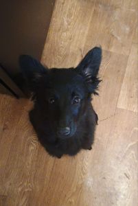 Віддам в добрі руки цуценя 4 місяці