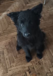 Віддам в добрі руки цуценя 4 місяці