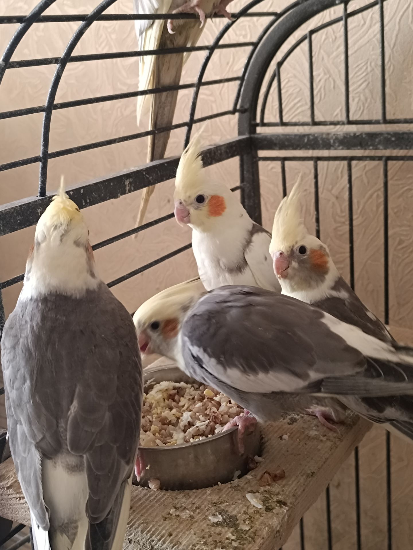 🐦 Продаж корел (німфи) 🐦