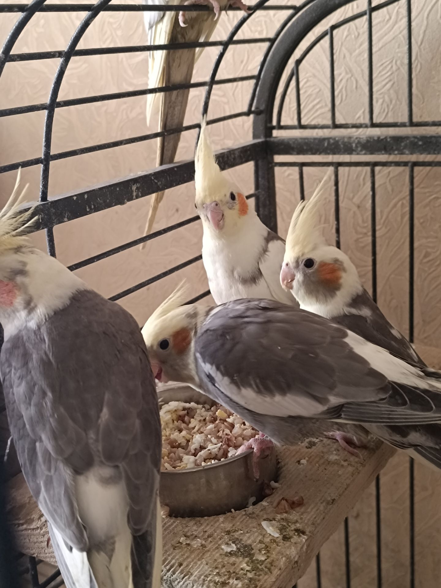 🐦 Продаж корел (німфи) 🐦