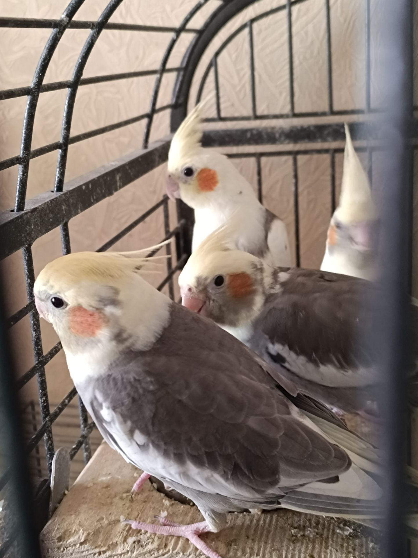 🐦 Продаж корел (німфи) 🐦