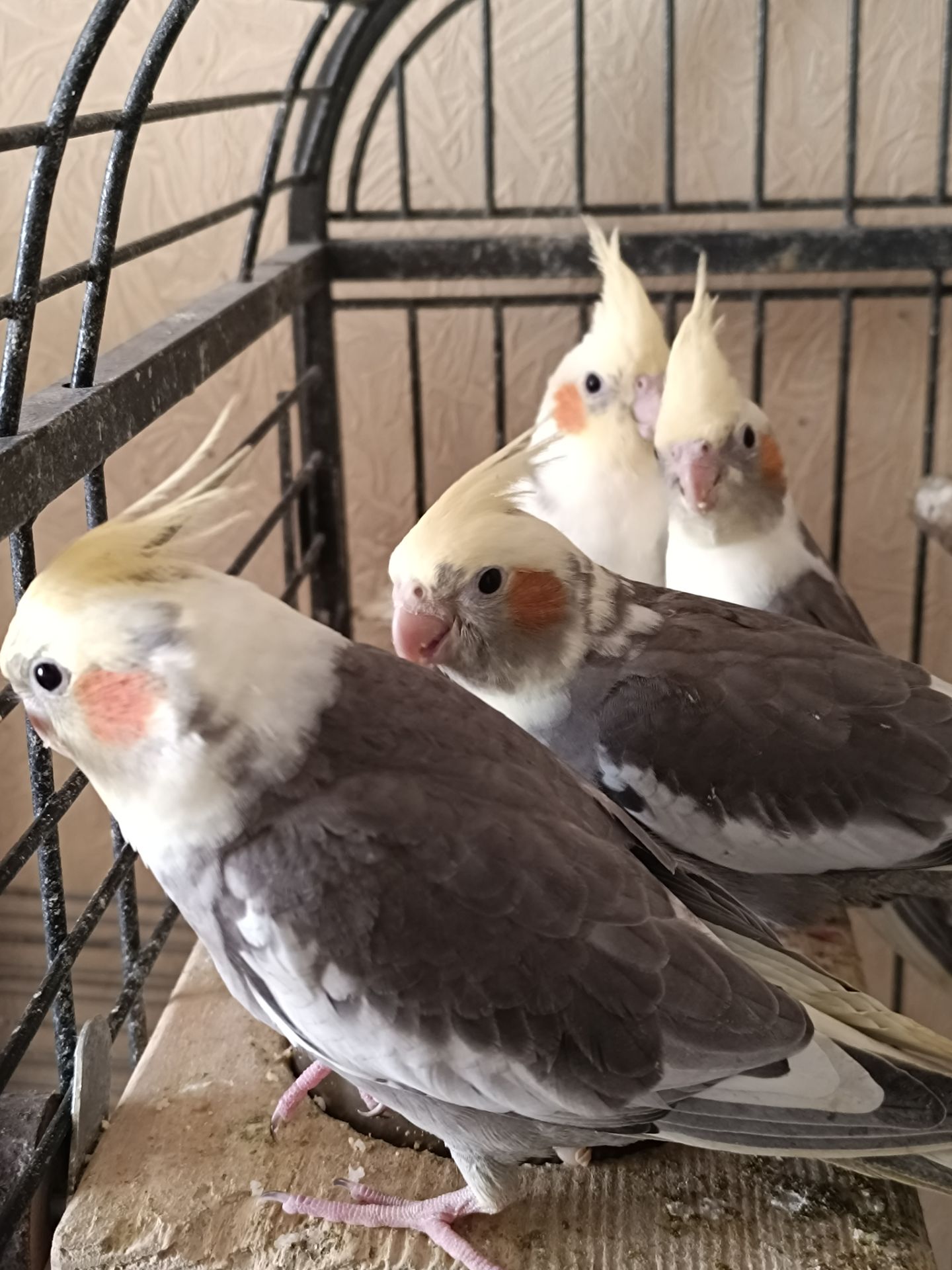 🐦 Продаж корел (німфи) 🐦