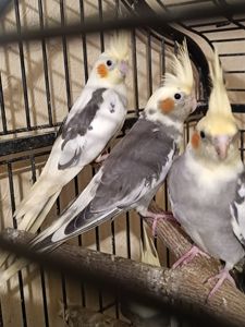 🐦 Продаж корел (німфи) 🐦