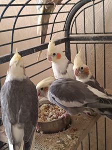 🐦 Продаж корел (німфи) 🐦