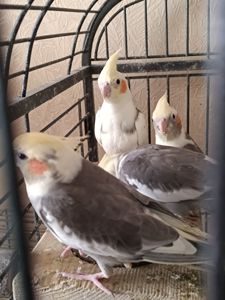 🐦 Продаж корел (німфи) 🐦