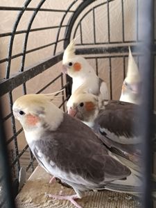 🐦 Продаж корел (німфи) 🐦