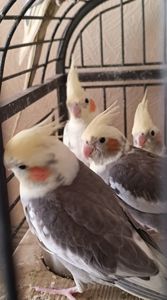 🐦 Продаж корел (німфи) 🐦