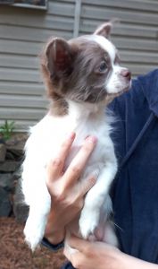 Цуценята чихуахуа