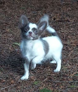 Песик чихуахуа КСУ