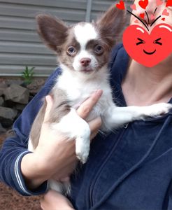 Песик чихуахуа КСУ