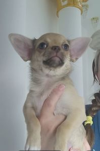 Красива дівчина чихуахуа КСУ