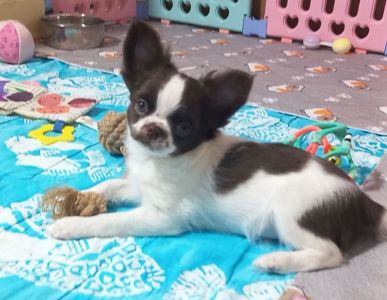 Чихуахуа КСУ