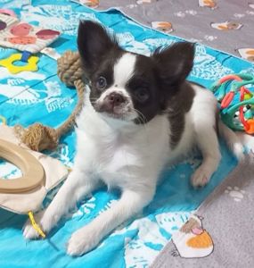 Чихуахуа КСУ