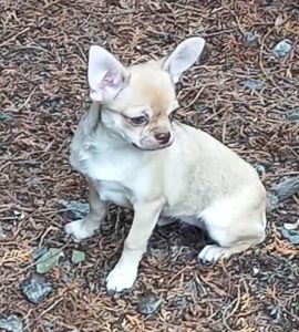 Красива дівчина чихуахуа КСУ