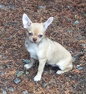 Красива дівчина чихуахуа КСУ
