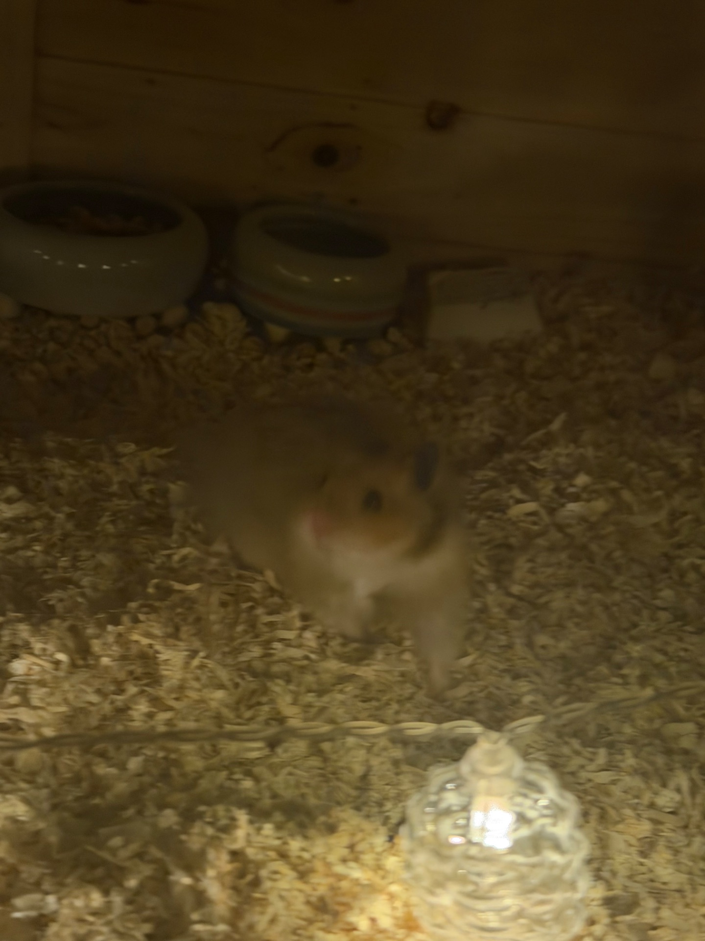 Сирийский хомяк