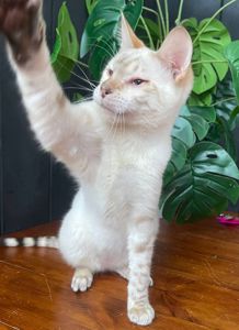 Котик породи Тойгер, звати Спайк