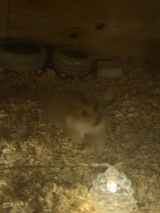 Сирийский хомяк