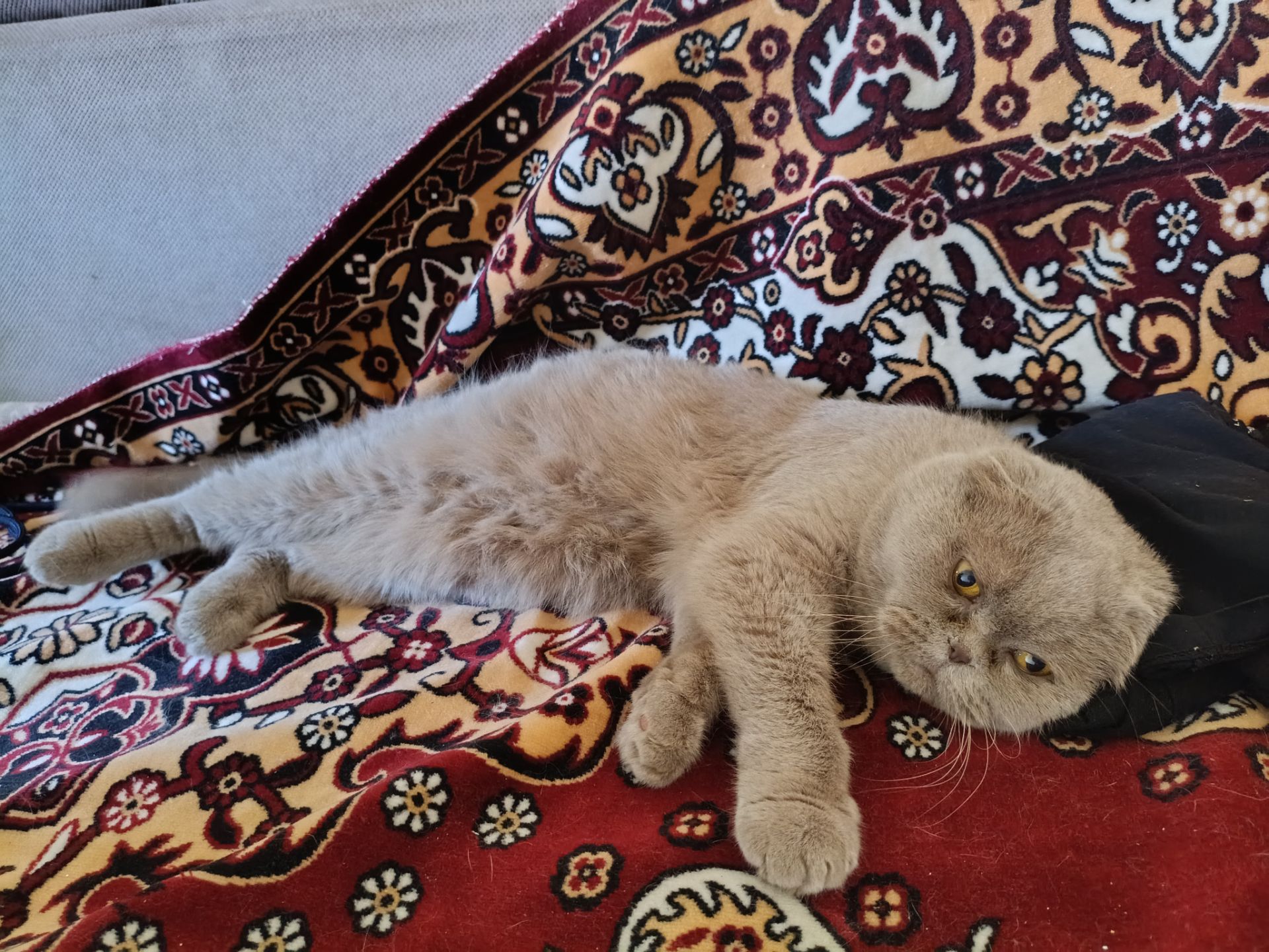 Викинули на вулицю котика