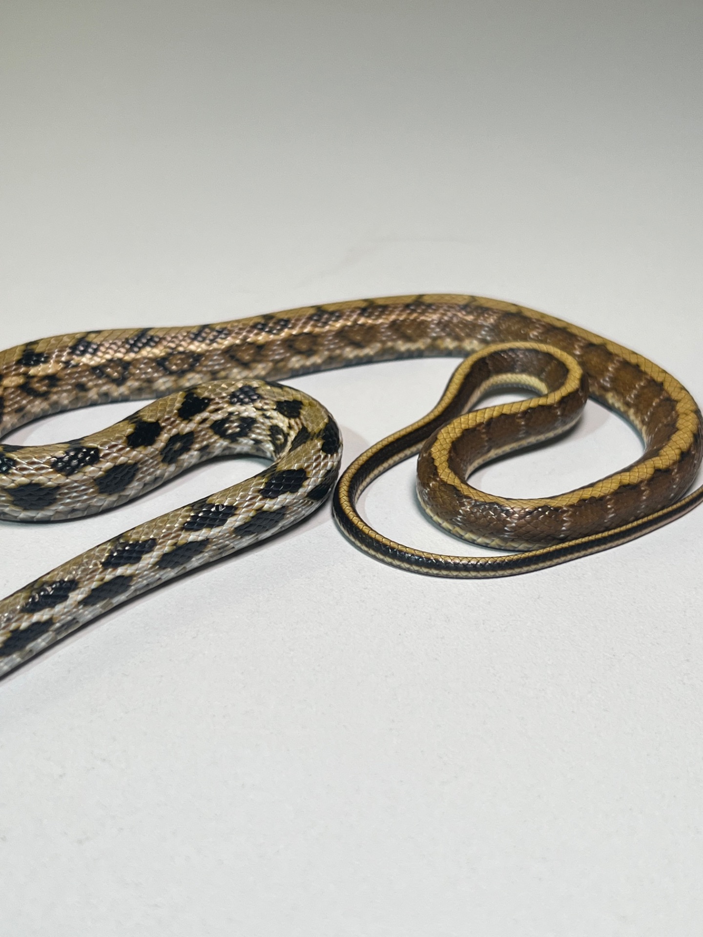 Полози Маїсовий, Тонкохвостий