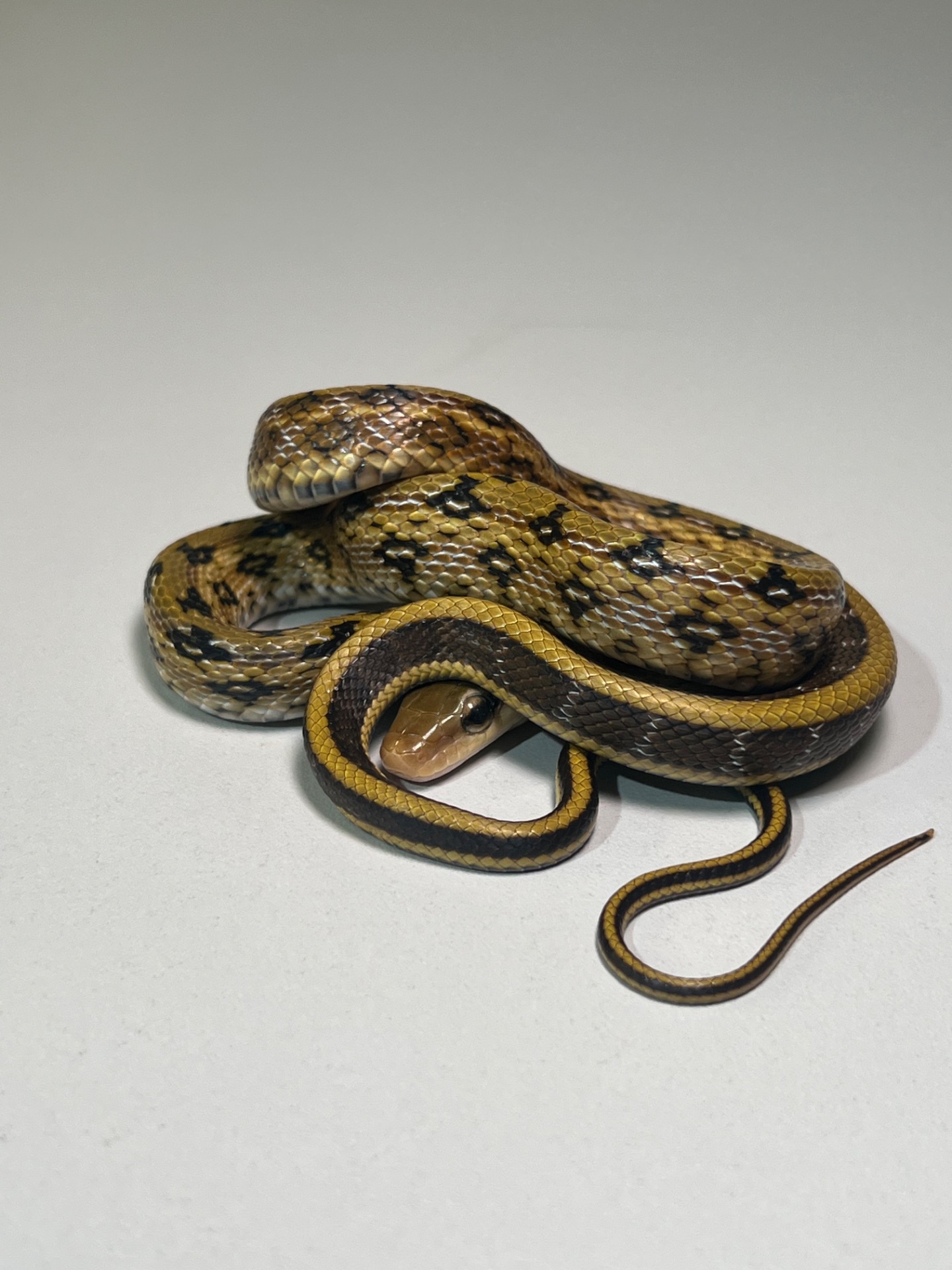 Полози Маїсовий, Тонкохвостий