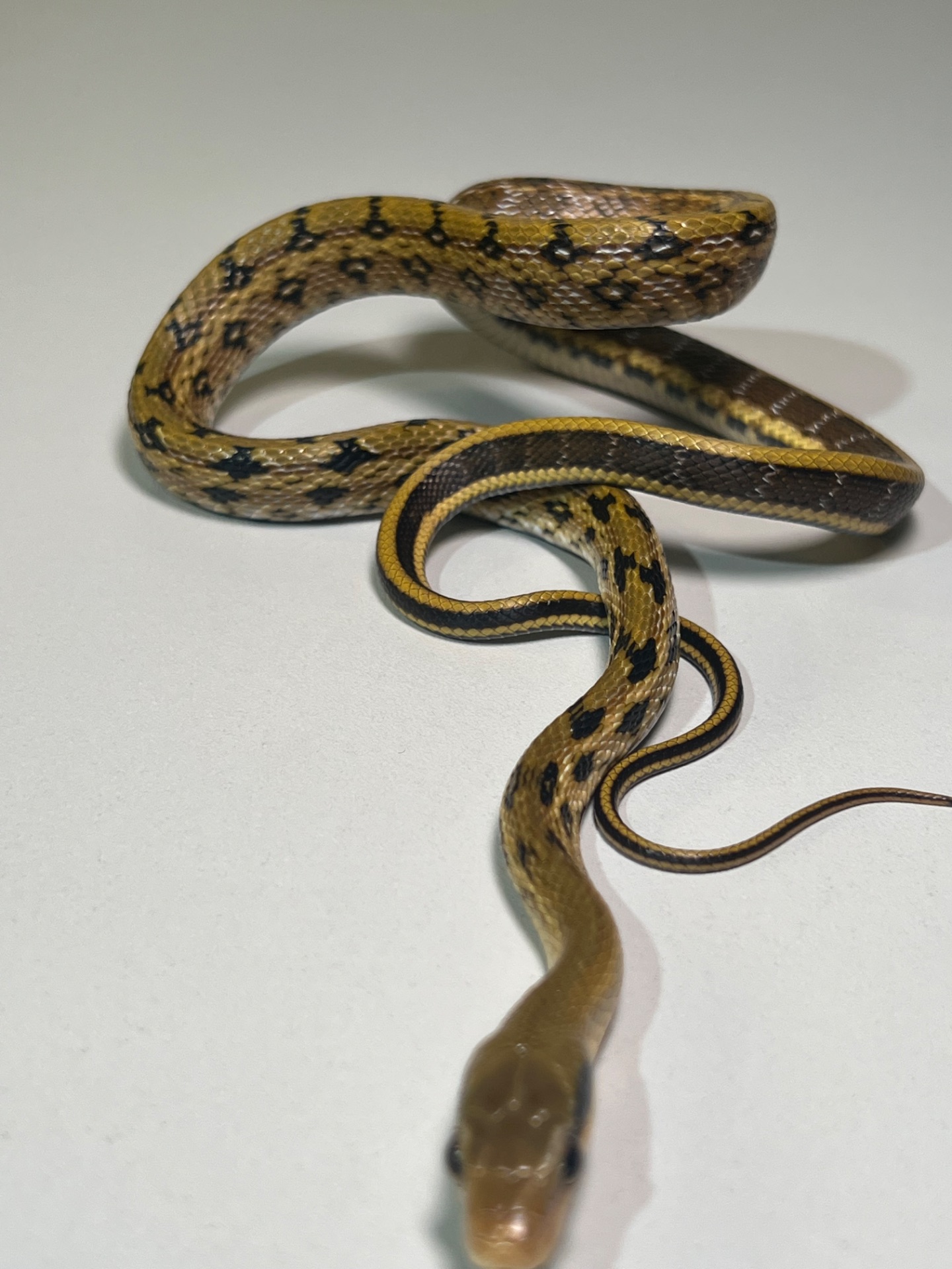 Полози Маїсовий, Тонкохвостий