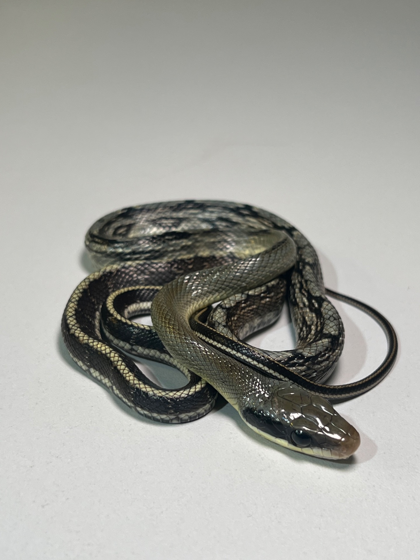 Полози Маїсовий, Тонкохвостий