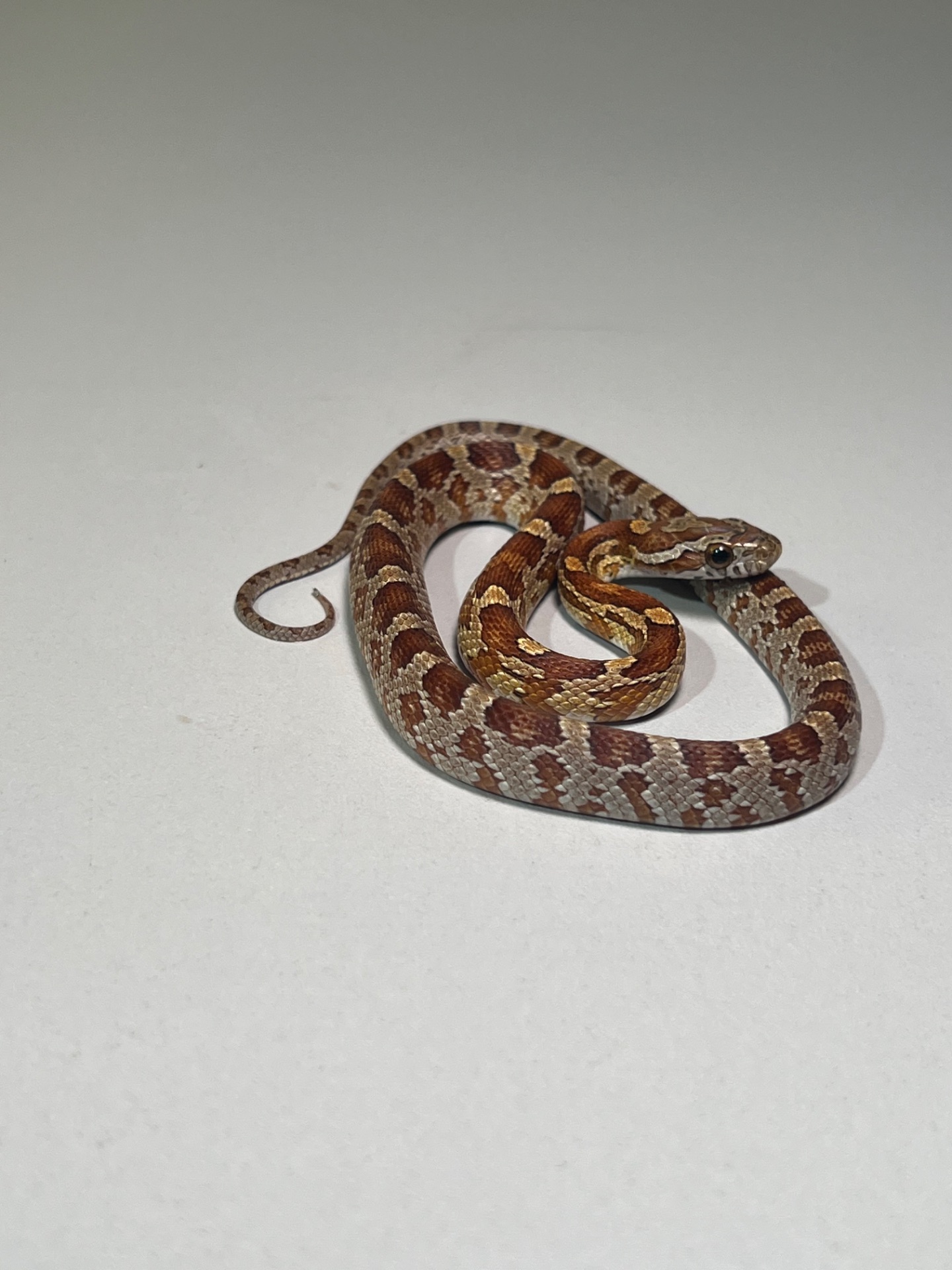 Полози Маїсовий, Тонкохвостий