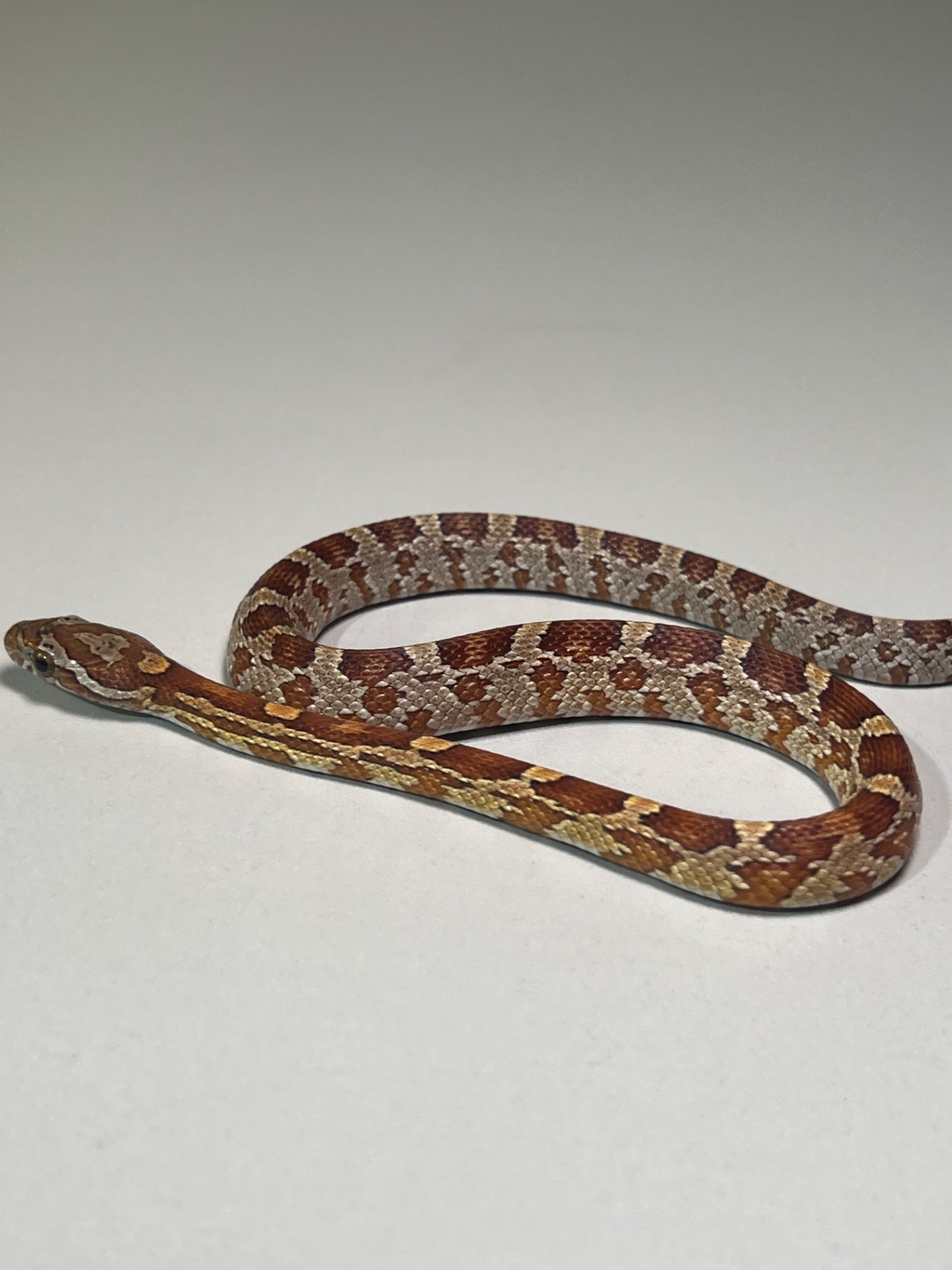 Полози Маїсовий, Тонкохвостий