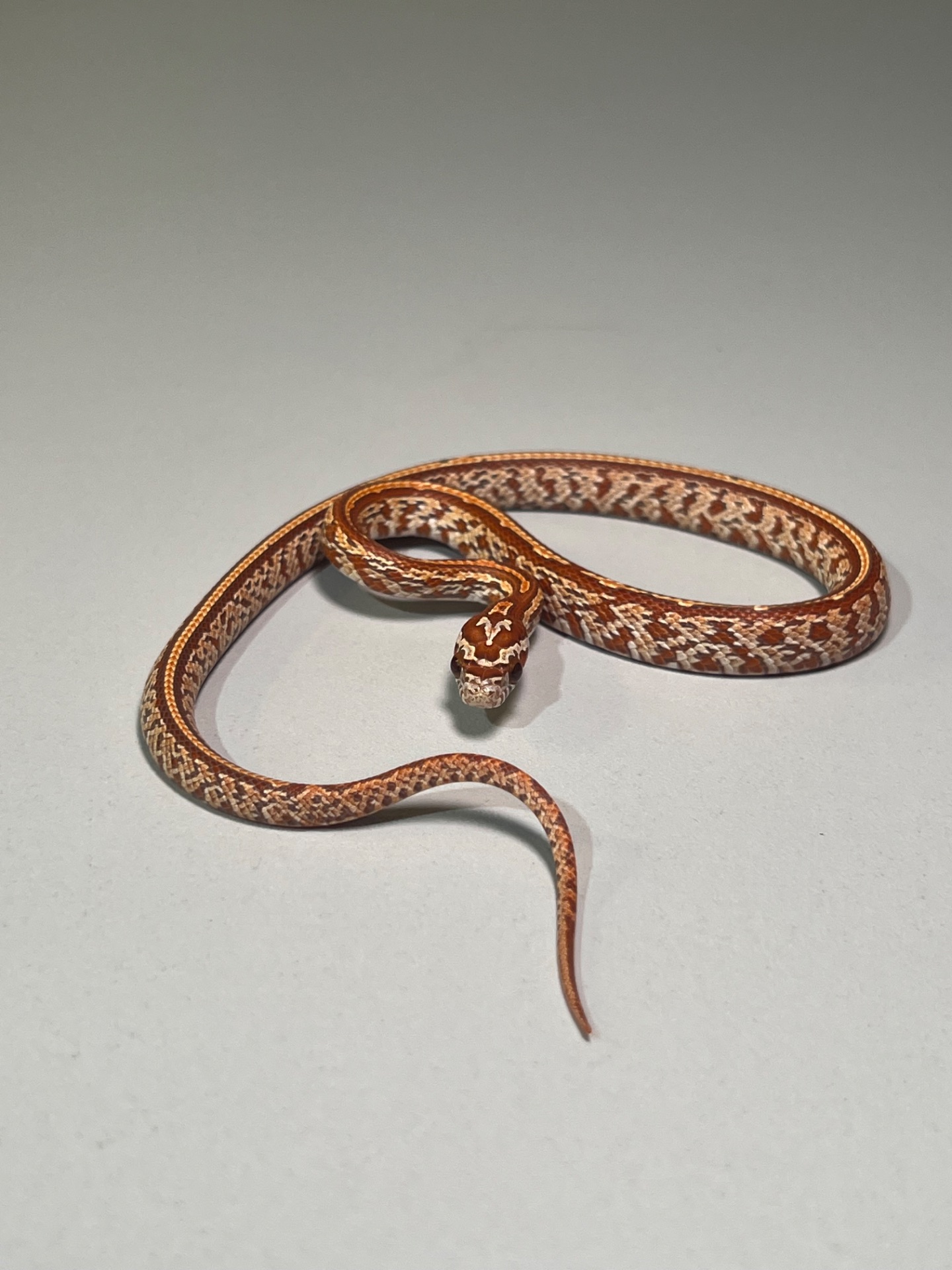 Полози Маїсовий, Тонкохвостий