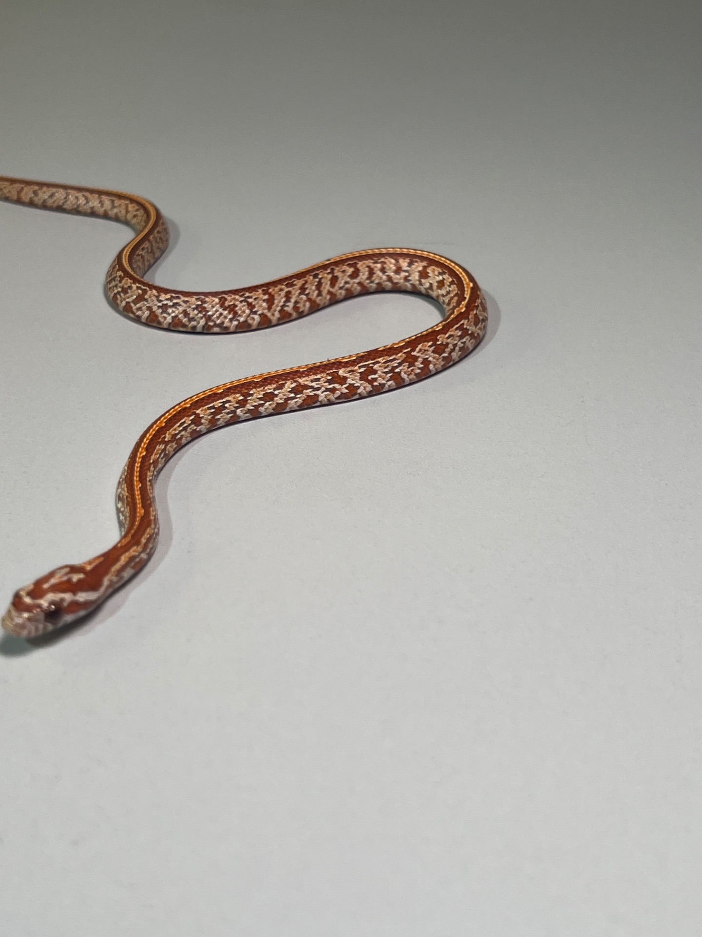 Полози Маїсовий, Тонкохвостий