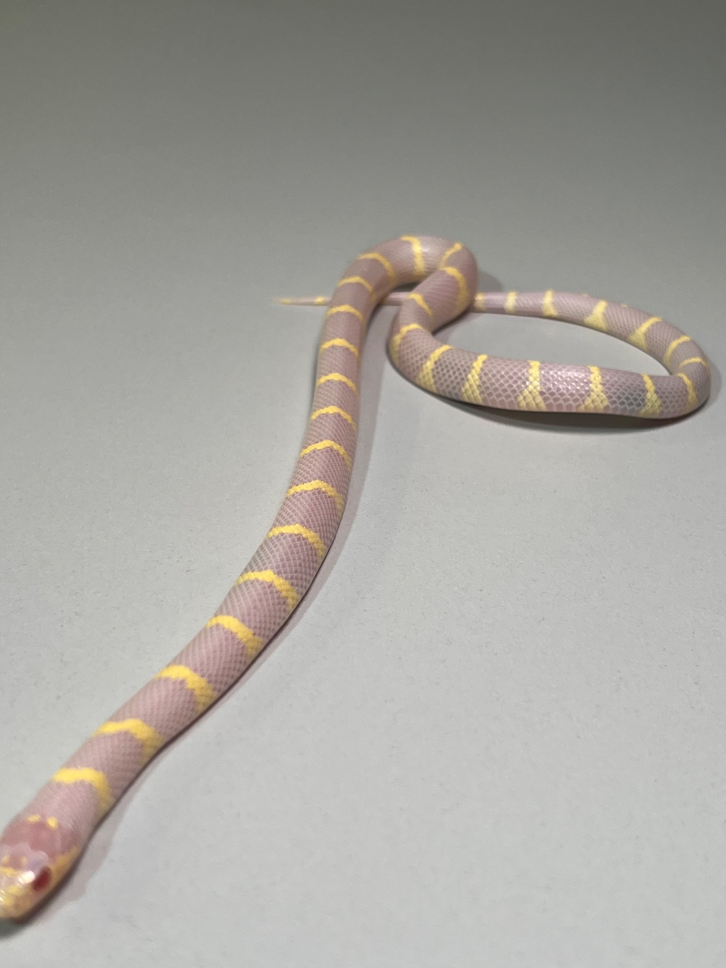 Королівська каліфорнійська змія