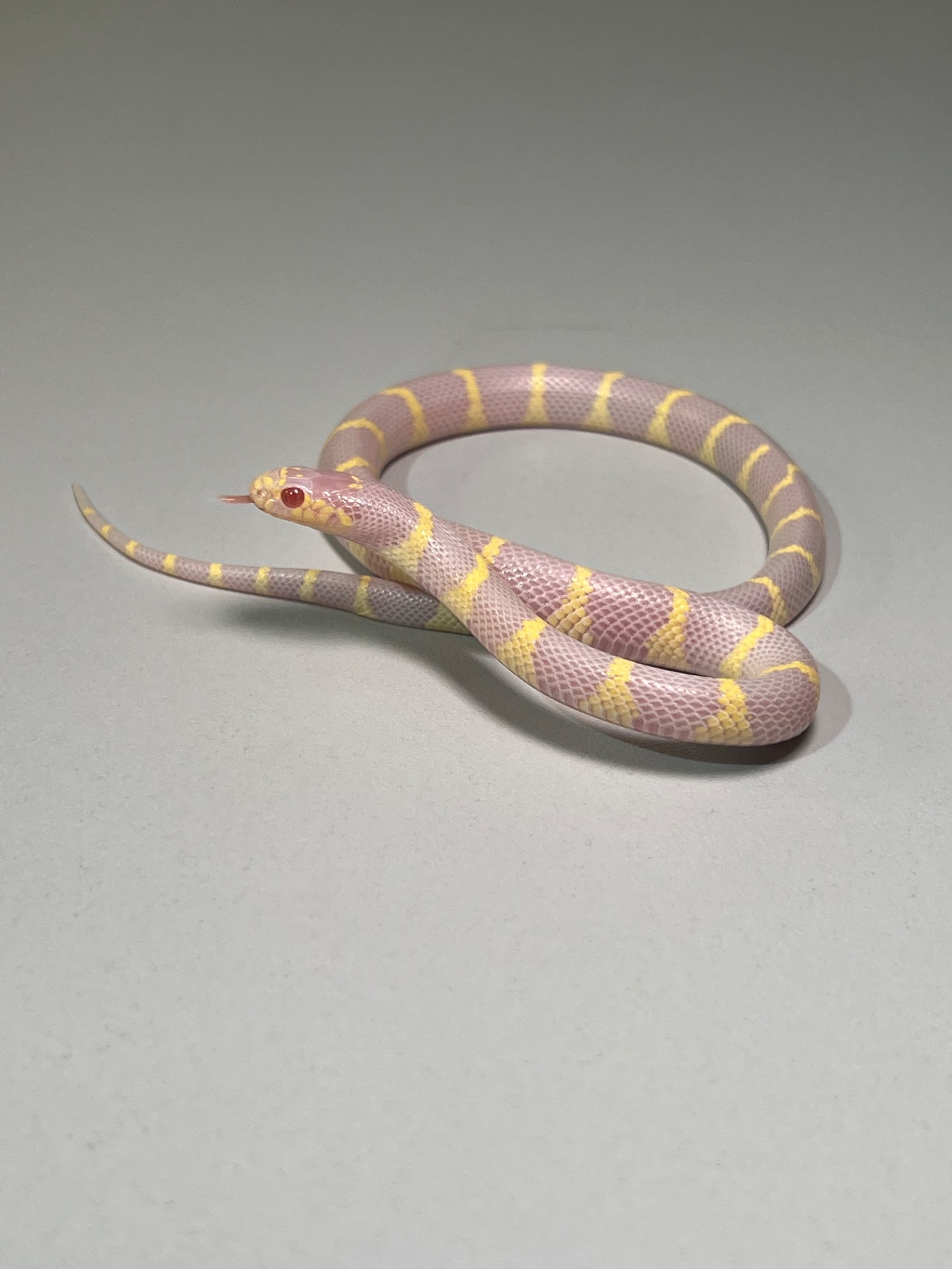 Королівська каліфорнійська змія