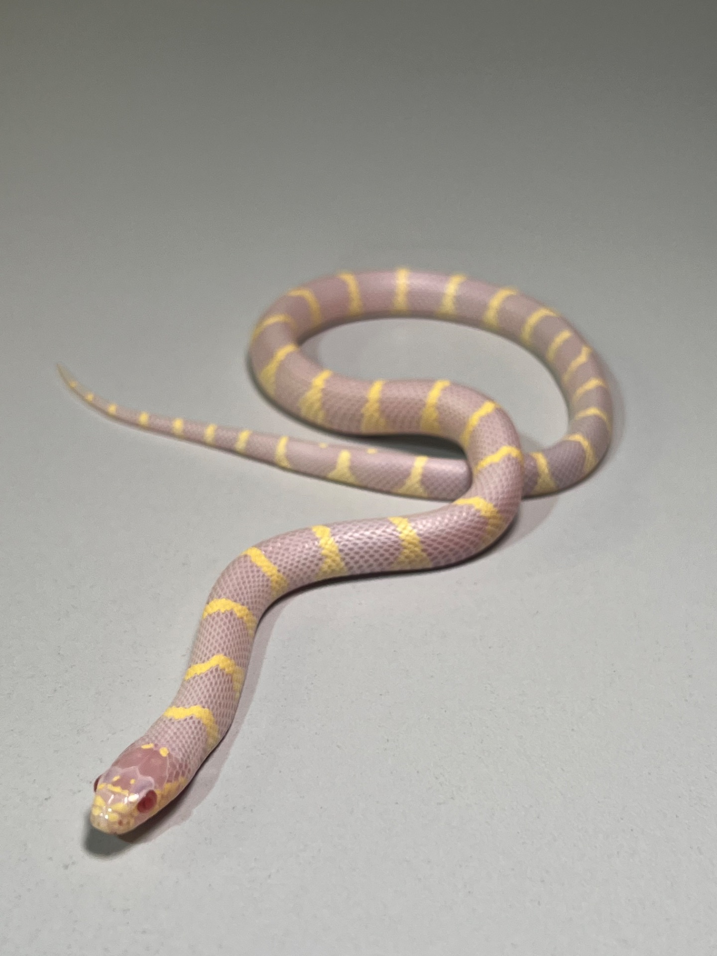 Королівська каліфорнійська змія