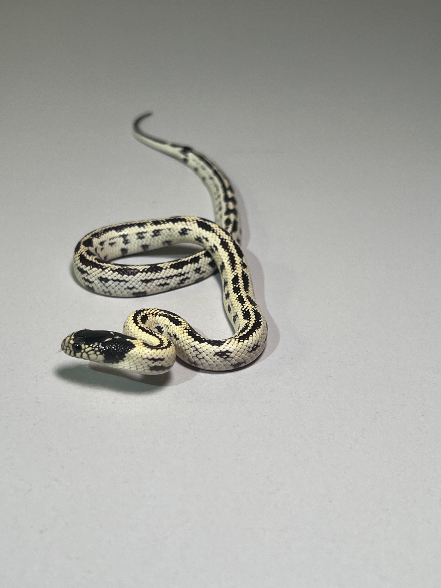 Королівська каліфорнійська змія