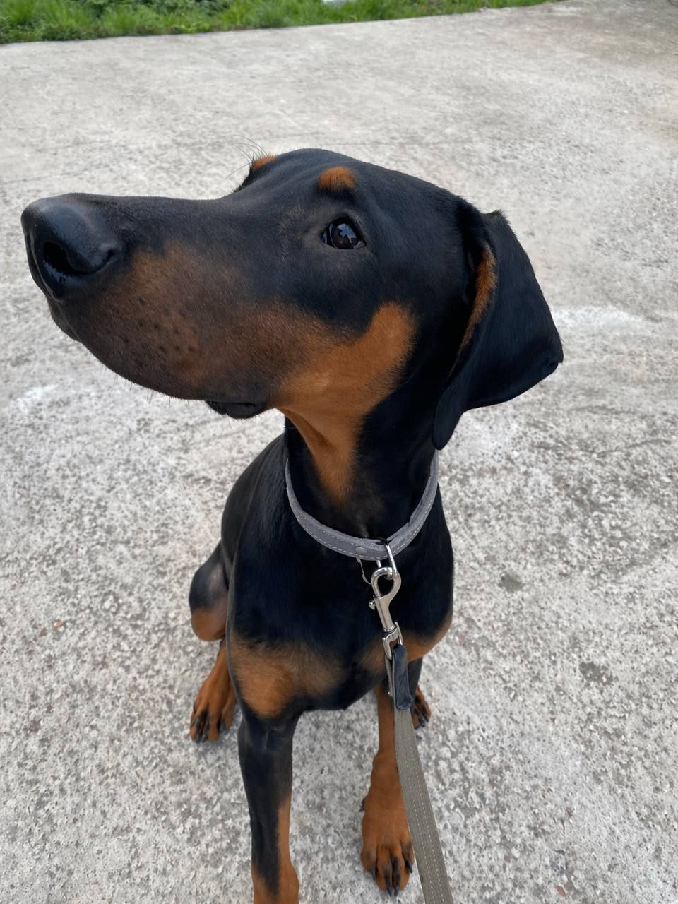 Віддам в добрі руки