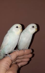 Хвилясті папуги