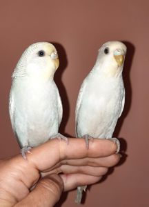 Хвилясті папуги