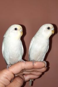 Хвилясті папуги