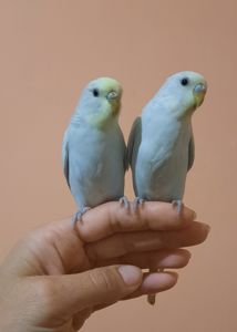 Хвилясті папуги