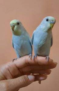 Хвилясті папуги