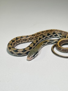 Полози Маїсовий, Тонкохвостий