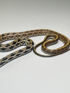 Полози Маїсовий, Тонкохвостий