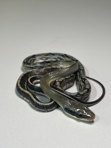 Полози Маїсовий, Тонкохвостий