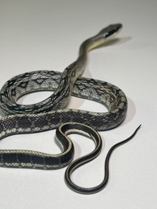 Полози Маїсовий, Тонкохвостий