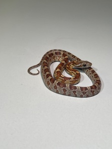 Полози Маїсовий, Тонкохвостий